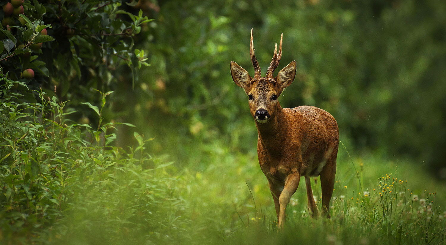 Reh in den Wäldern von Colloredo-Mannsfeld
