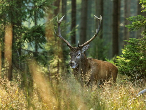 Hirsch im Wald